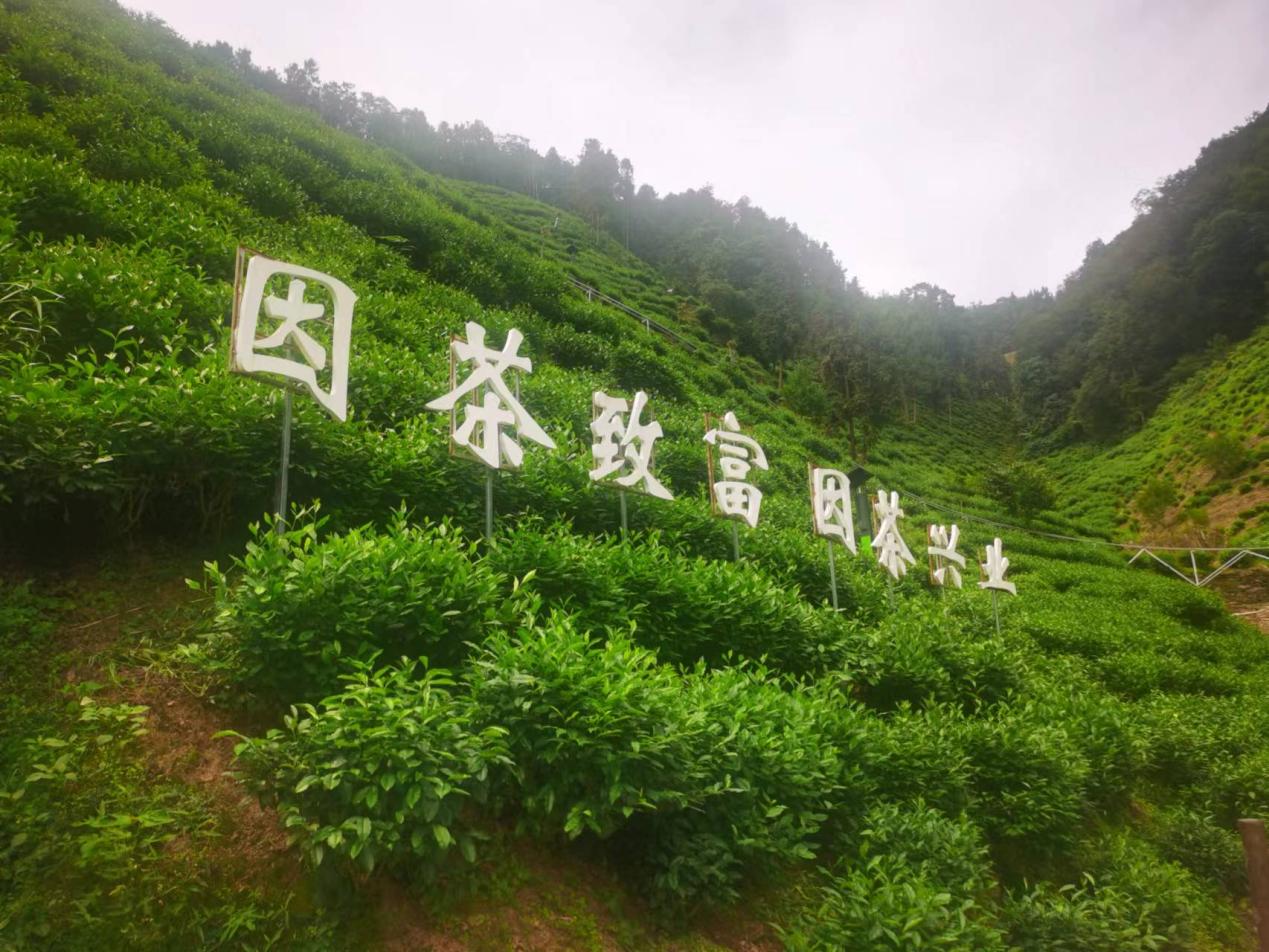 陜西安康紫陽(yáng)縣煥古鎮(zhèn)蠟竹村茶園。人民網(wǎng)記者 李棟攝